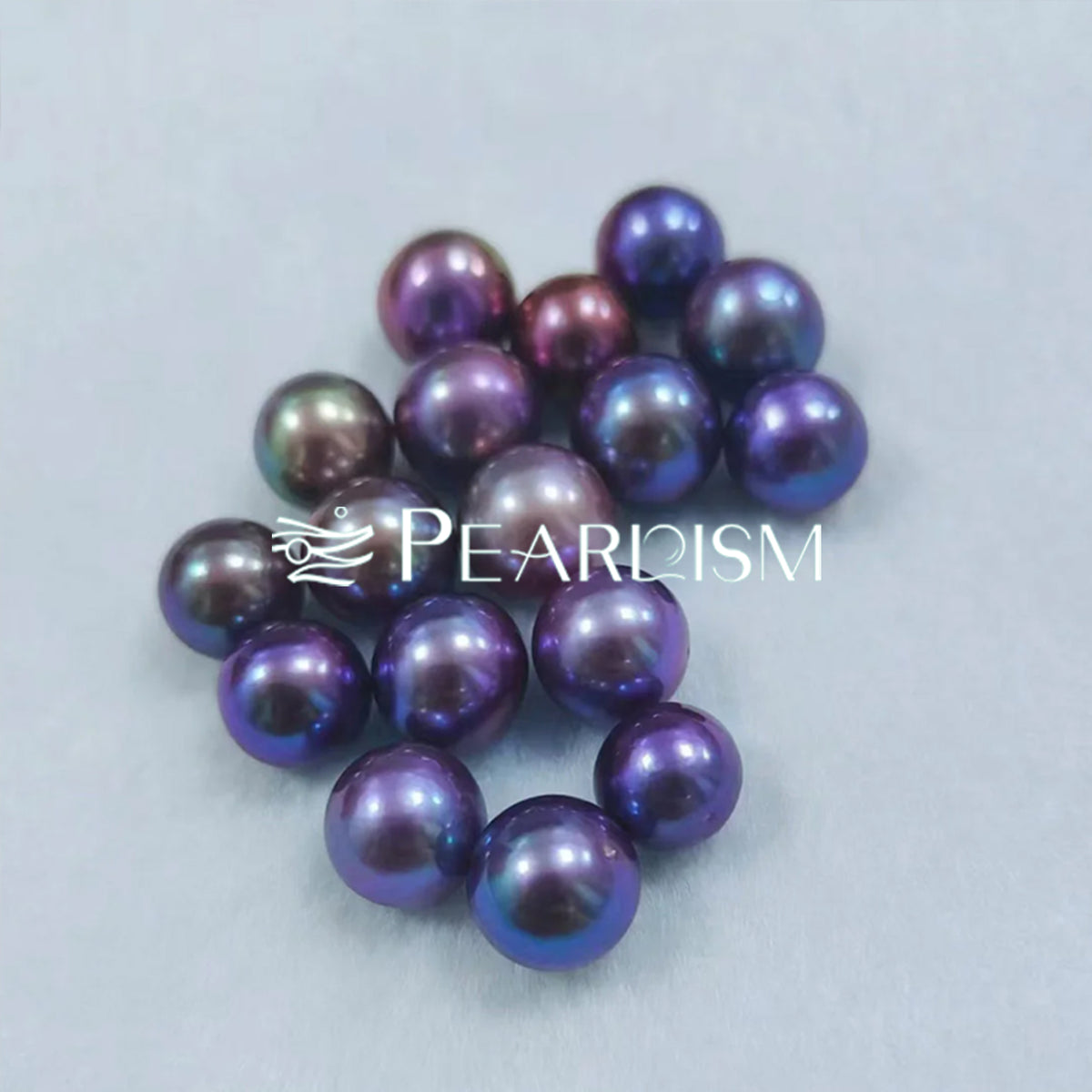 【New】Purpur Edison Clam (Lavender color (9-13)